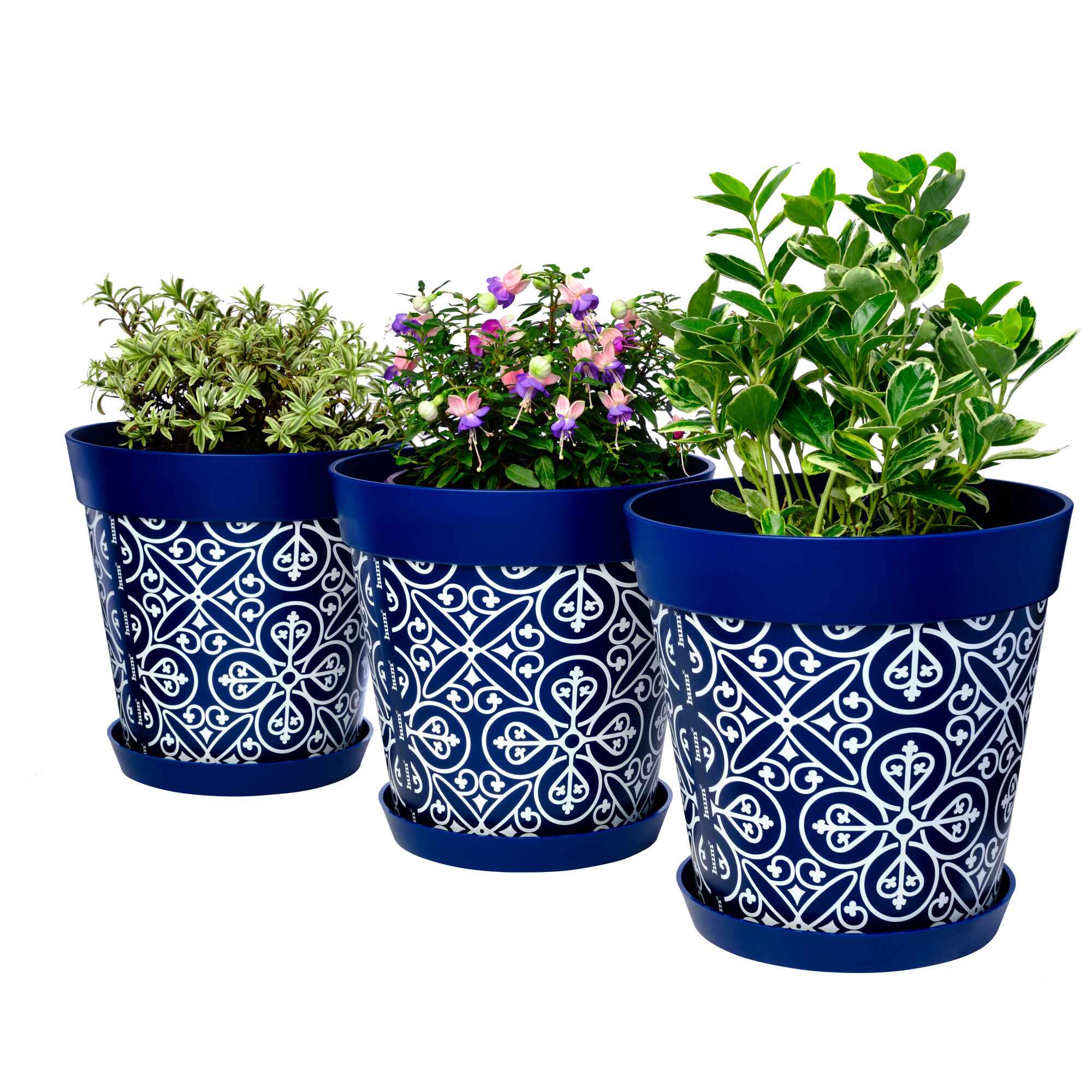 Picture of 3 Planted Large 25cm Blue Moroccan Style Indoor/Outdoor Flower Pot and Saucers