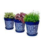 Picture of 3 Planted Medium 22cm Blue Moroccan Style Indoor/Outdoor Flower Pot and Saucers