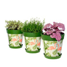 Picture of 3 Planted Medium 22cm Green Flamingo Pattern Indoor/Outdoor Flower Pot and Saucers