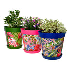Picture of 3 Planted Plastic Multi Colour Floral Pattern Flowerpots with Saucers