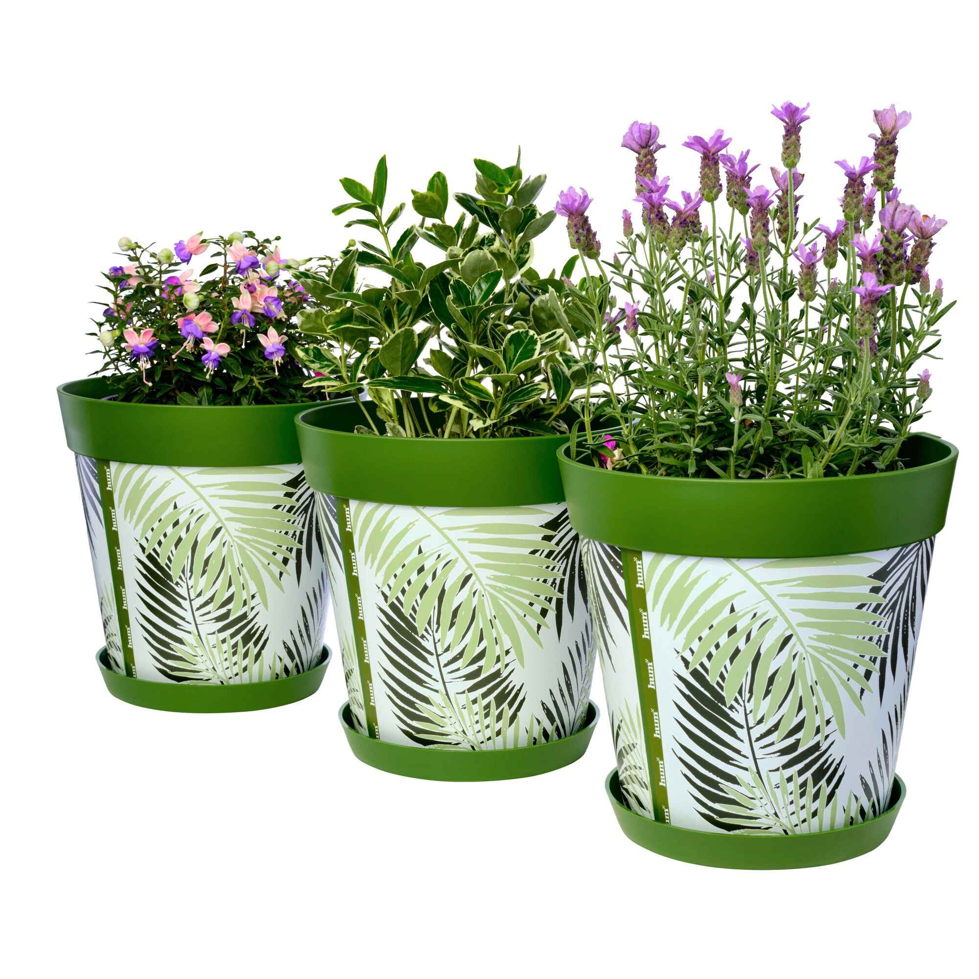 Picture of 3 Planted Large 25cm Green Fern Leaves Pattern Indoor/Outdoor Flower Pot and Saucers