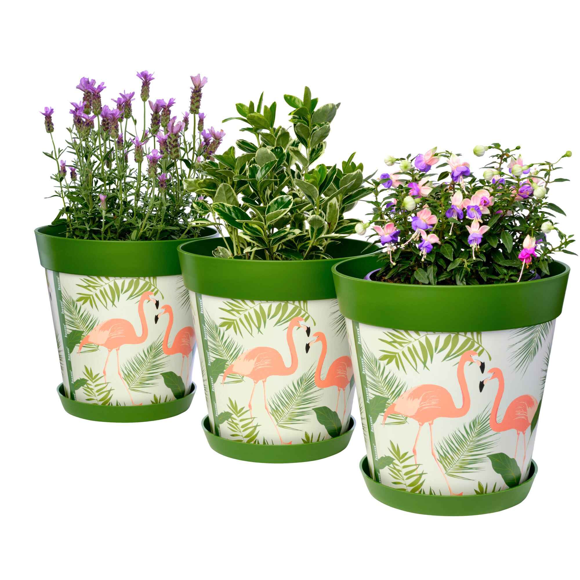Picture of 3 Planted Large 25cm Green Flamingos Pattern Indoor/Outdoor Flower Pot and Saucers 