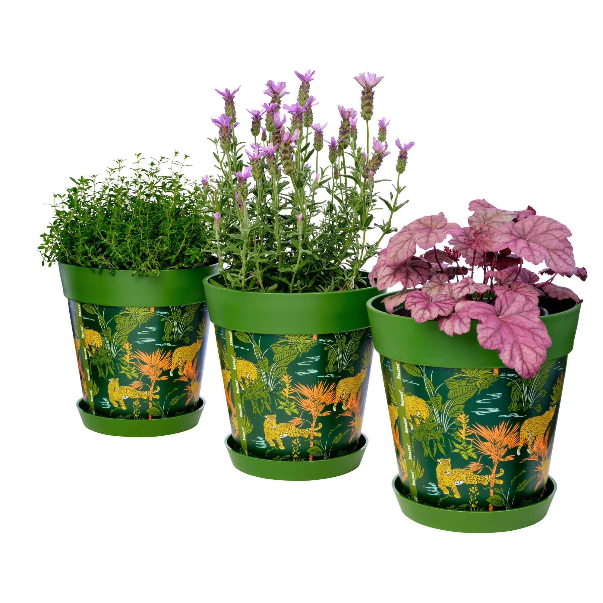 Picture of 3 Planted Medium 22cm Green Jungle and Leopard Pattern Indoor/Outdoor Flower Pot and Saucers 