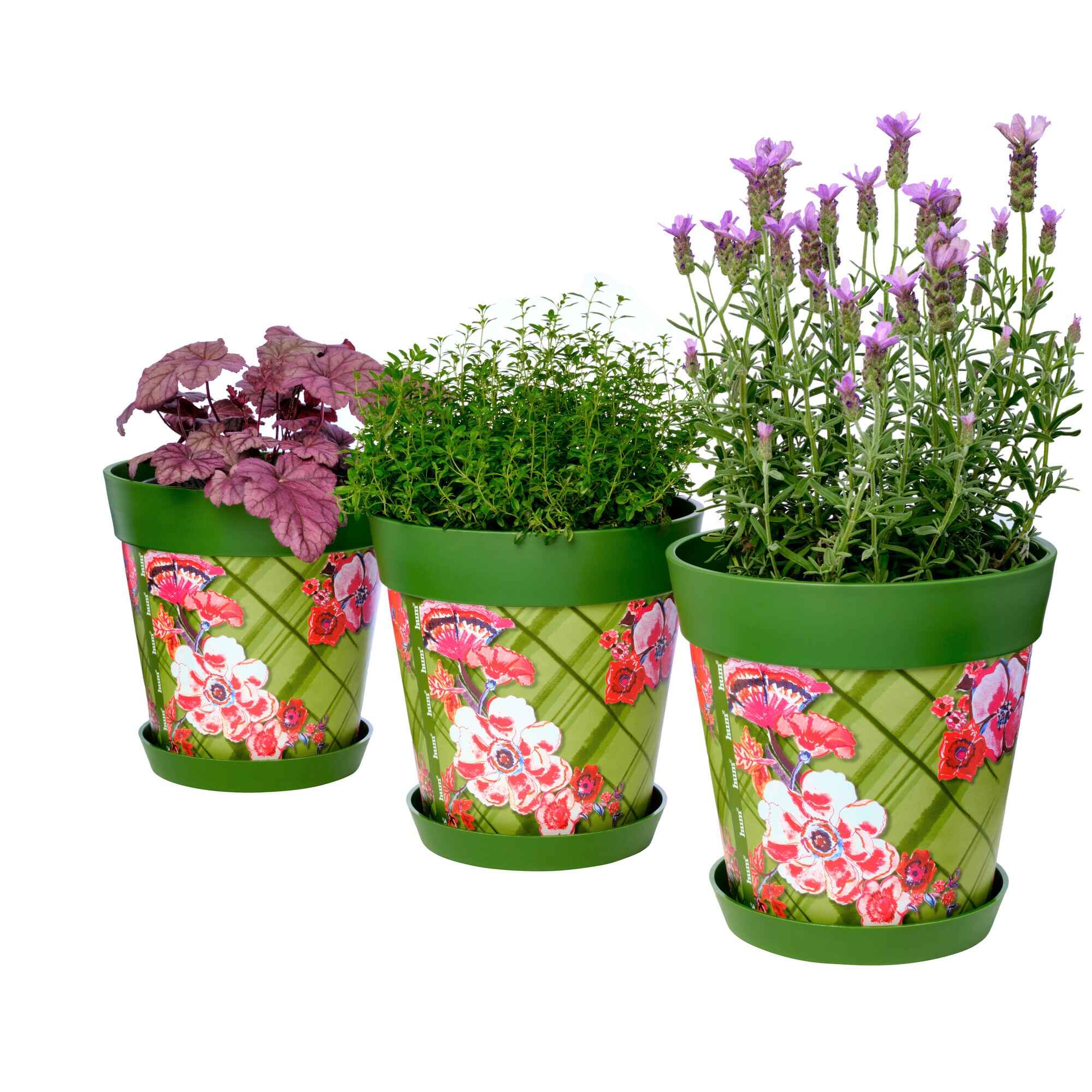 Picture of 3 Planted Large 25cm Green Trellis Pattern Indoor/Outdoor Flower Pot and Saucers