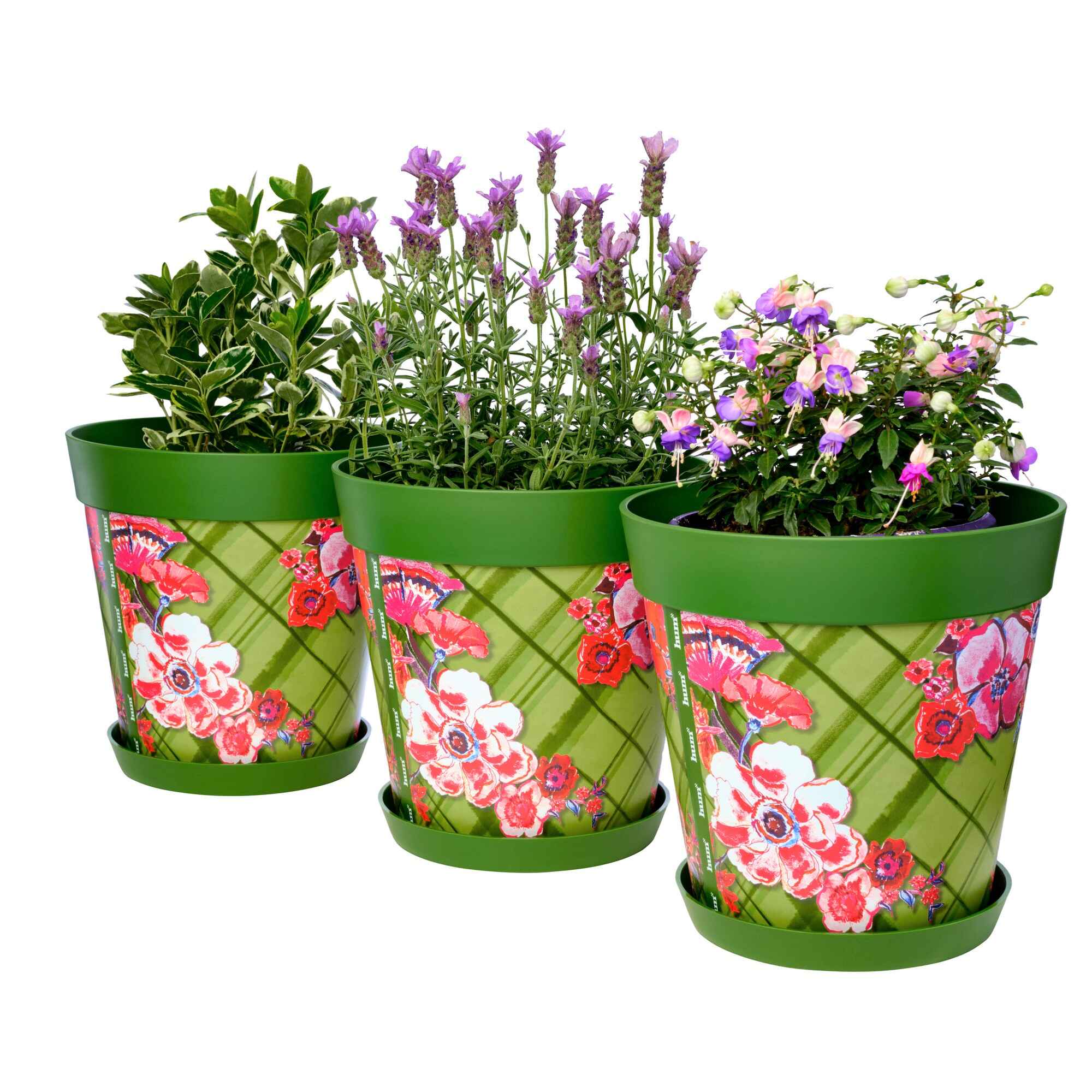 Picture of 3 Planted Large 25cm Green Trellis Pattern Indoor/Outdoor Flower Pot and Saucers