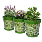 Picture of 3 Planted Large 25cm Green Moroccan Style Indoor/Outdoor Flower Pot and Saucers