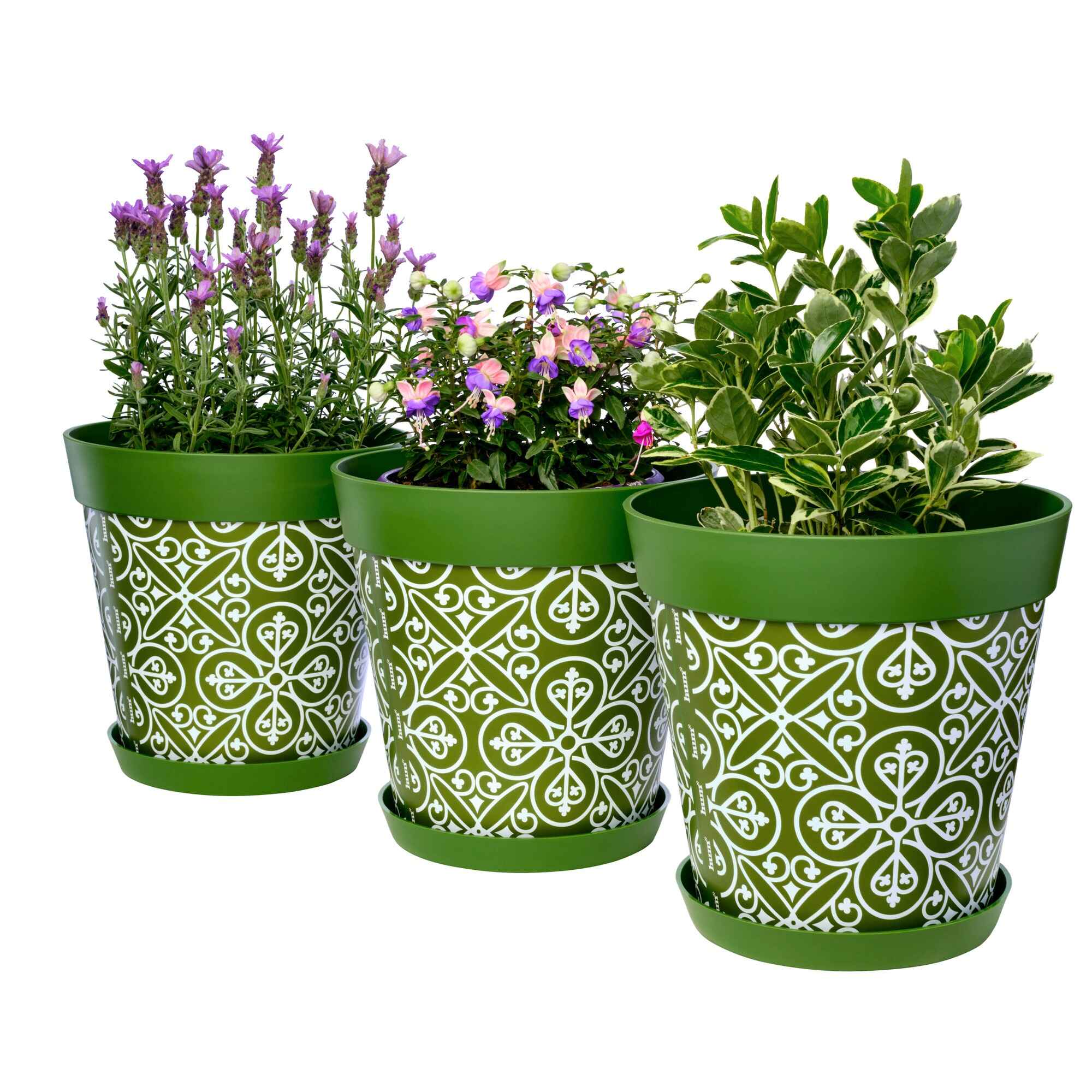 Picture of 3 Planted Large 25cm Green Moroccan Style Indoor/Outdoor Flower Pot and Saucers