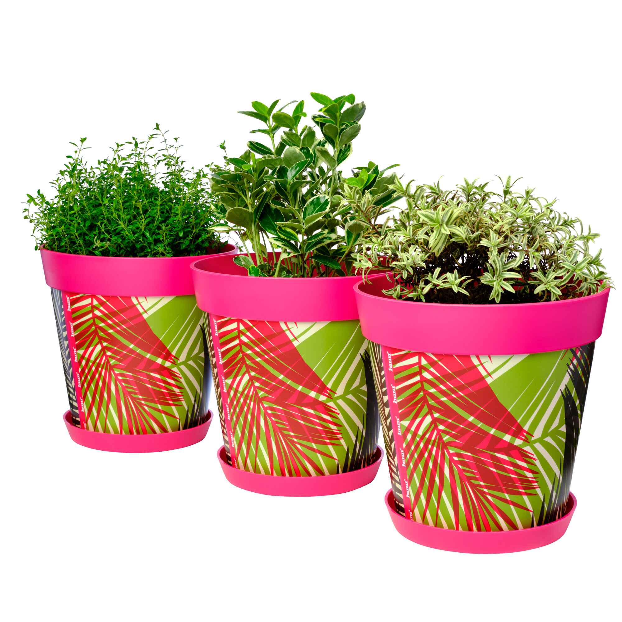 Picture of 3 Planted Large 25cm Plastic Pink Palm Leaves Pattern Indoor/Outdoor Flowerpots with Saucers