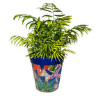 Picture of Large 25cm Planted Blue Leaves and Butterflies Pattern Plastic Indoor/Outdoor Flowerpot 