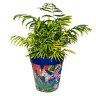 Picture of Large 25cm Planted Blue Leaves and Butterflies Pattern Plastic Indoor/Outdoor Flowerpot
