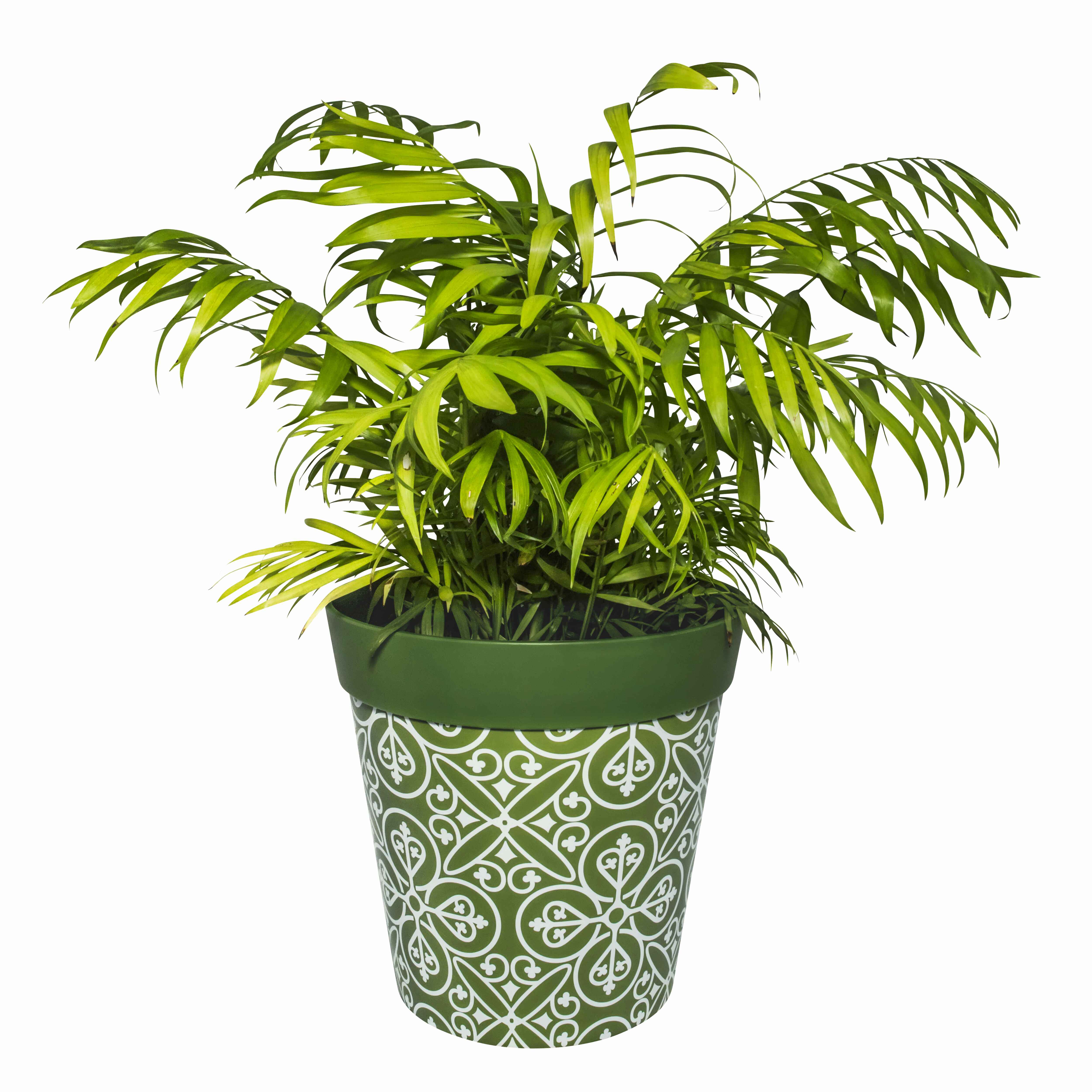 Picture of Planted Large 25cm Green Moroccan Style Pattern Plastic Indoor/Outdoor Flowerpot