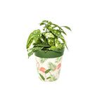 Picture of Planted Medium 22cm Green Flamingo Pattern Plastic Indoor/Outdoor Flowerpot