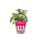 Picture of Medium 22cm Planted Plastic Pink Picket Fence Pattern Indoor/Outdoor Flower Pots