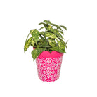 Picture of Large 25cm Planted Plastic Pink Moroccan Pattern Indoor/Outdoor Flower Pots