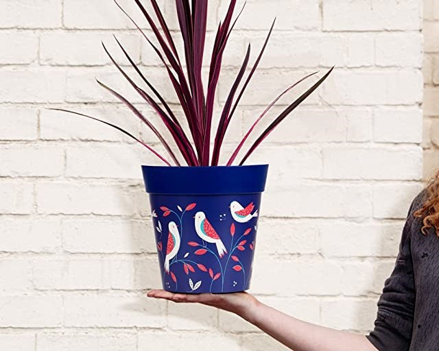 A woman holding a blue plant pot with a cordyline plant