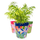photo of 3 patterned flowerpots in pink green and blue, planted with a fern