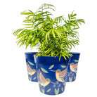 Picture of 3 Plastic Large 25cm Blue Hummingbird Pattern Plastic Indoor/Outdoor Flowerpots