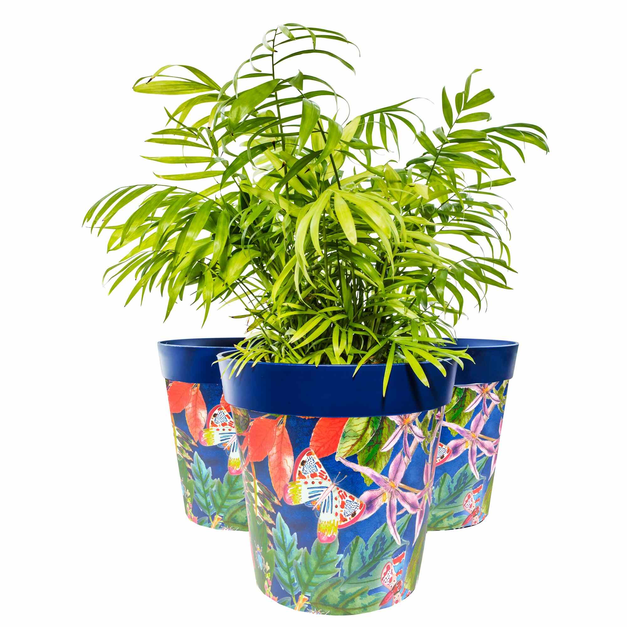 Picture of 3 Planted Large 25cm Blue Leaves and Butterflies Plastic Indoor/Outdoor Flowerpots