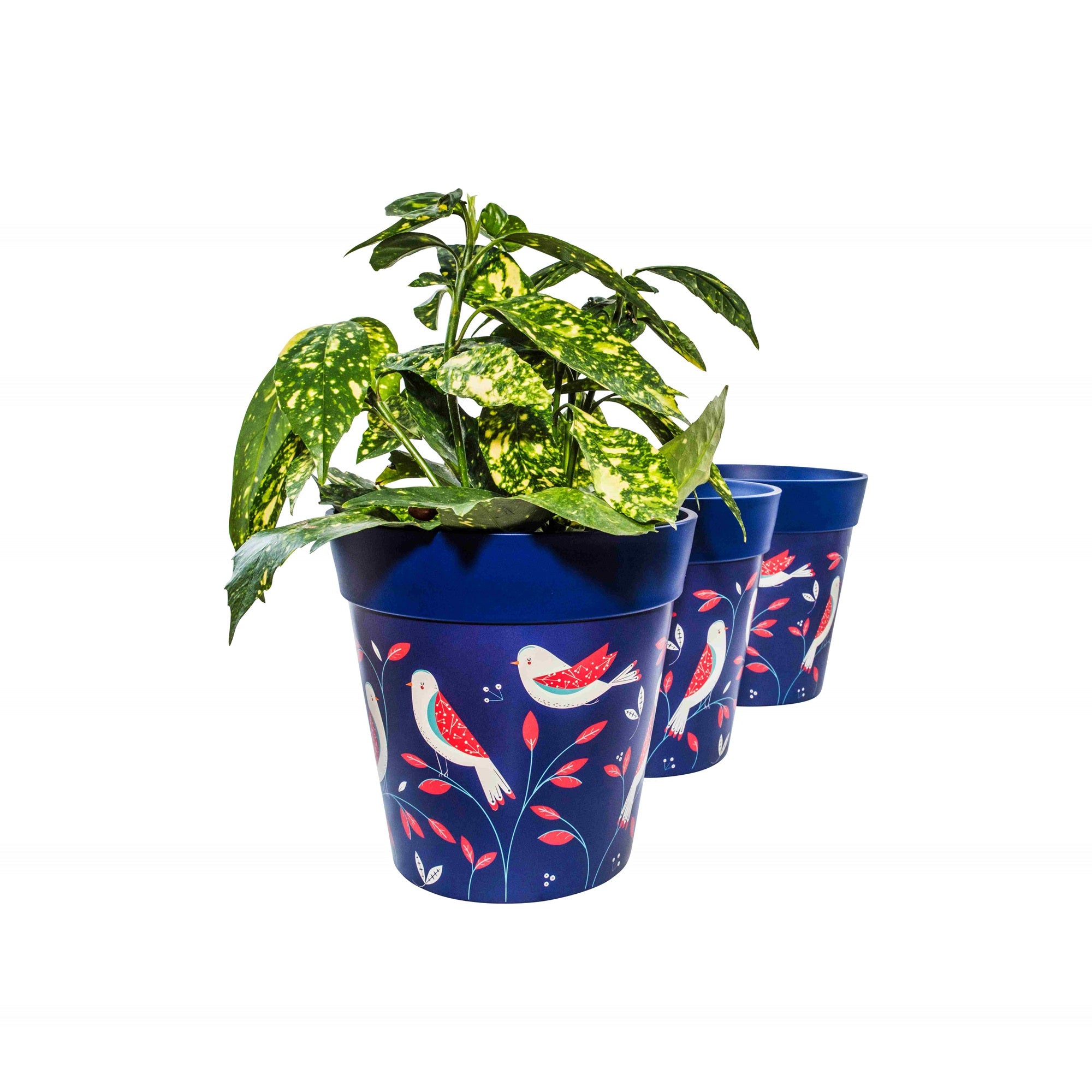 Picture of 3 Planted Medium 22cm Blue Bird Placement Plastic Indoor/Outdoor Flowerpots