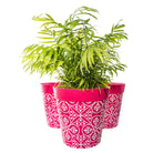 Picture of 3 Planted Large 25cm Plastic Pink Moroccan Style Indoor/Outdoor Flowerpots