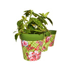 Picture of 3 Planted Medium 22cm Plastic Green Trellis Pattern Indoor/Outdoor Flowerpots