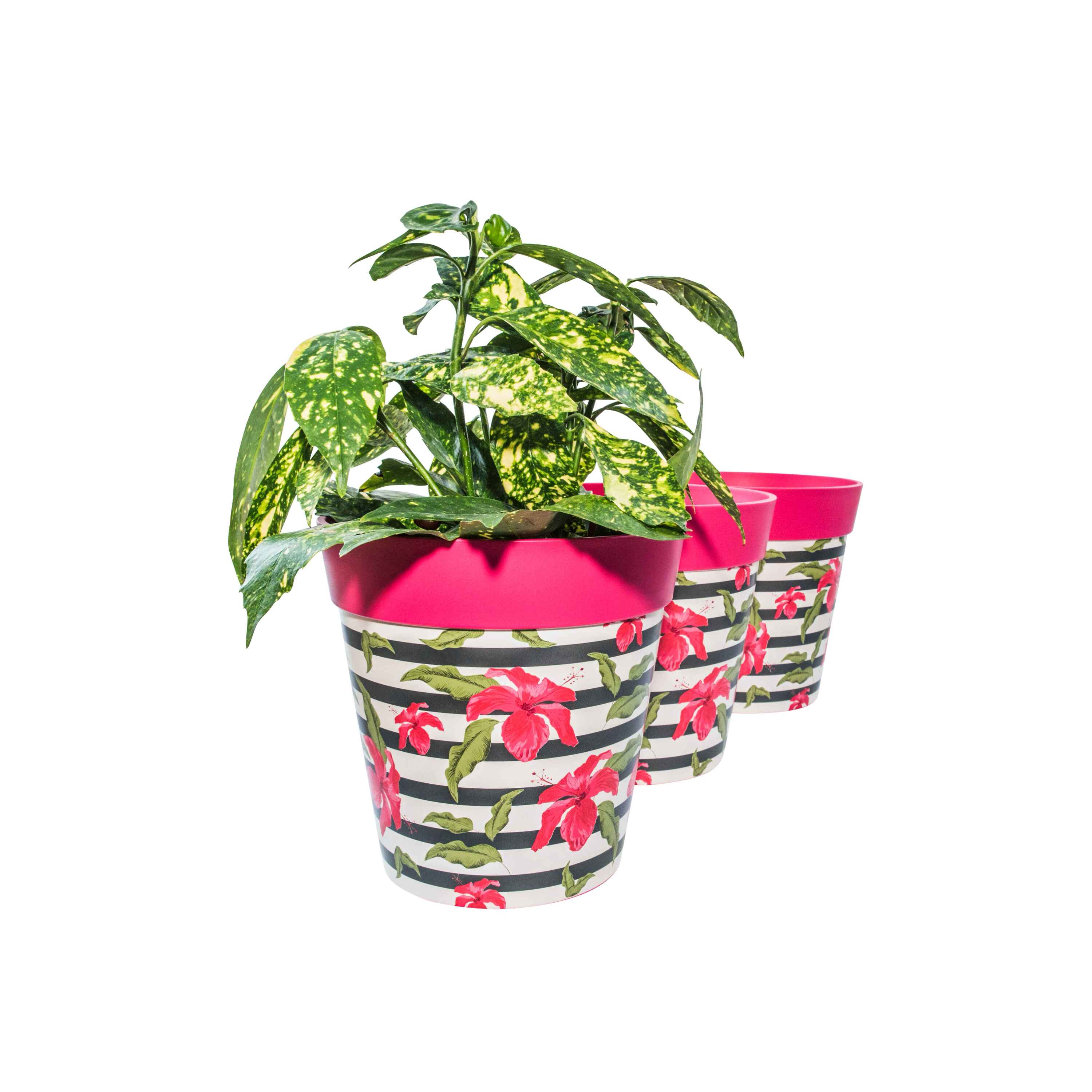 Picture of 3 Planted Medium 22cm Plastic Pink Hibiscus Stripe Pattern Indoor/Outdoor Flowerpots