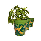 Picture of 3 Planted Medium 22cm Plastic Green Jungle Leopards Pattern Indoor/Outdoor Flowerpots