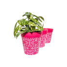 Picture of 3 Planted Medium 22cm Plastic Pink Moroccan Style Indoor/Outdoor Flowerpots