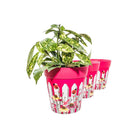 Picture of 3 Planted Medium 22cm Plastic Pink Picket Fence Pattern Indoor/Outdoor Flowerpots