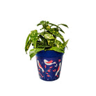 Picture of Medium 22cm Planted Blue Bird Pattern Plastic Indoor/Outdoor Flowerpot