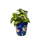 Picture of Medium 22cm Planted Blue Hummingbird Pattern Plastic Indoor/Outdoor Flowerpot