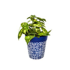 Picture of Medium 22cm Planted Blue Moroccan Style Plastic Indoor/Outdoor Flowerpot