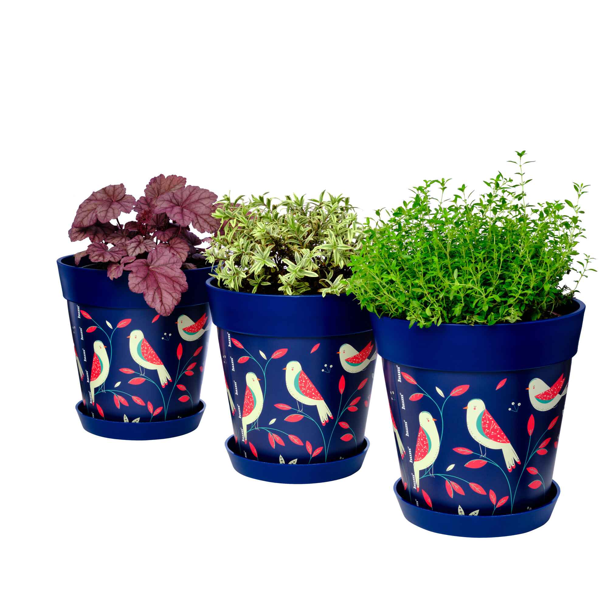 Picture of 3 Planted Medium 22cm Blue Bird Plastic Indoor/Outdoor Flowerpot and Saucers