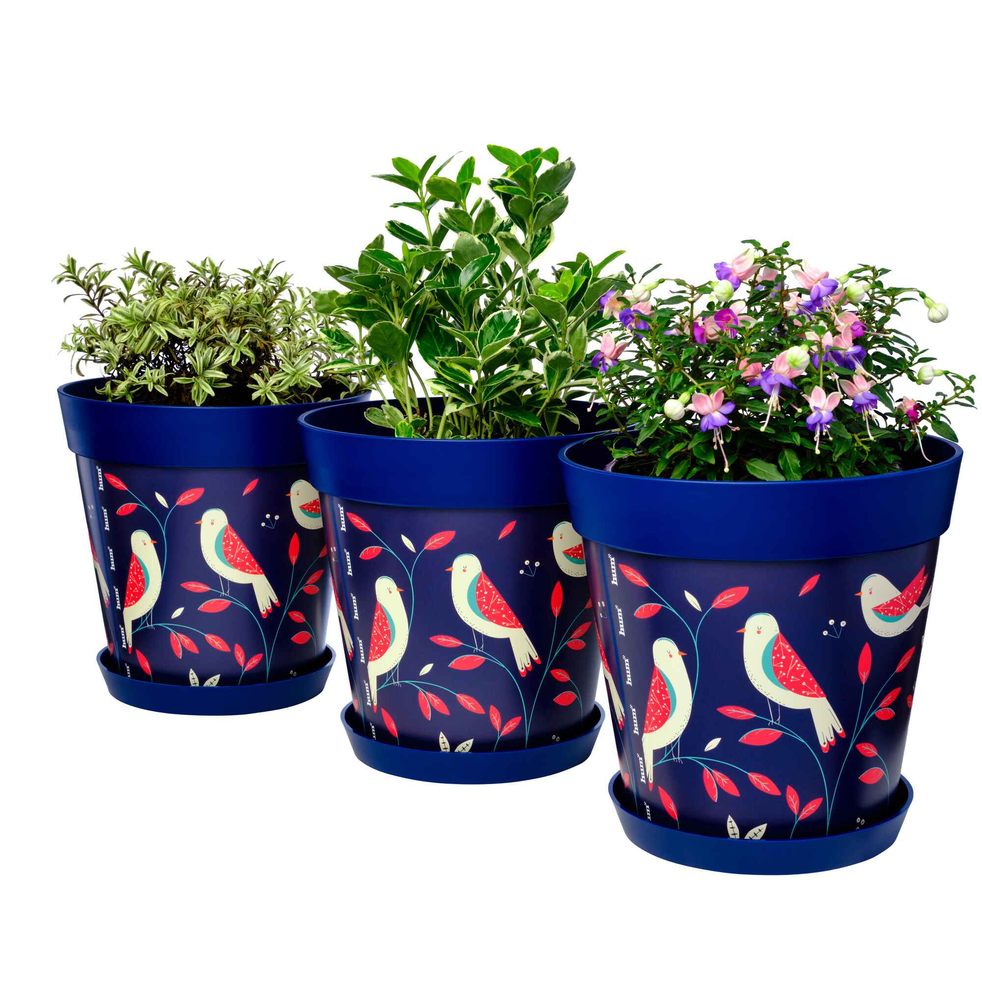 Picture of 3 Planted Large 25cm Blue Bird Plastic Indoor/Outdoor Flowerpot and Saucers