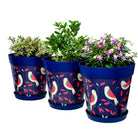 Picture of 3 Planted Large 25cm Blue Bird Plastic Indoor/Outdoor Flowerpot and Saucers