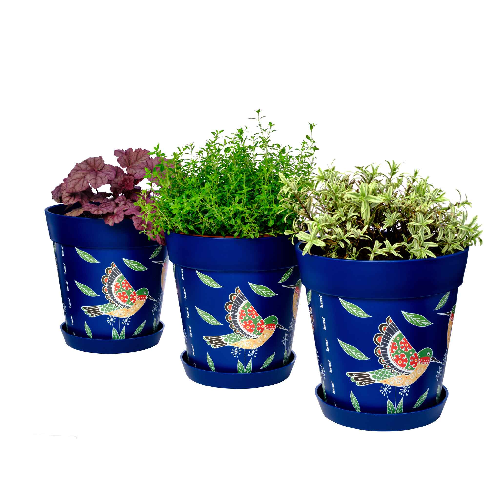Picture of 3 Planted Medium 22cm Blue Hummingbird Pattern Plastic Indoor/Outdoor Flowerpot and Saucers
