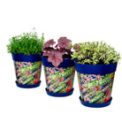 Picture of 3 Planted Medium 22cm Blue Leaves and Butterflies Pattern Indoor/Outdoor Flower Pot and Saucers 