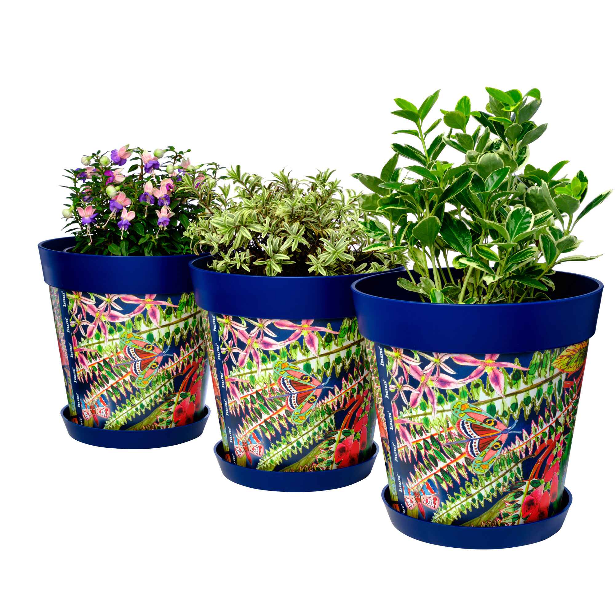 Picture of 3 Planted Large 25cm Blue Leaves and Butterflies Pattern Indoor/Outdoor Flower Pot and Saucers 
