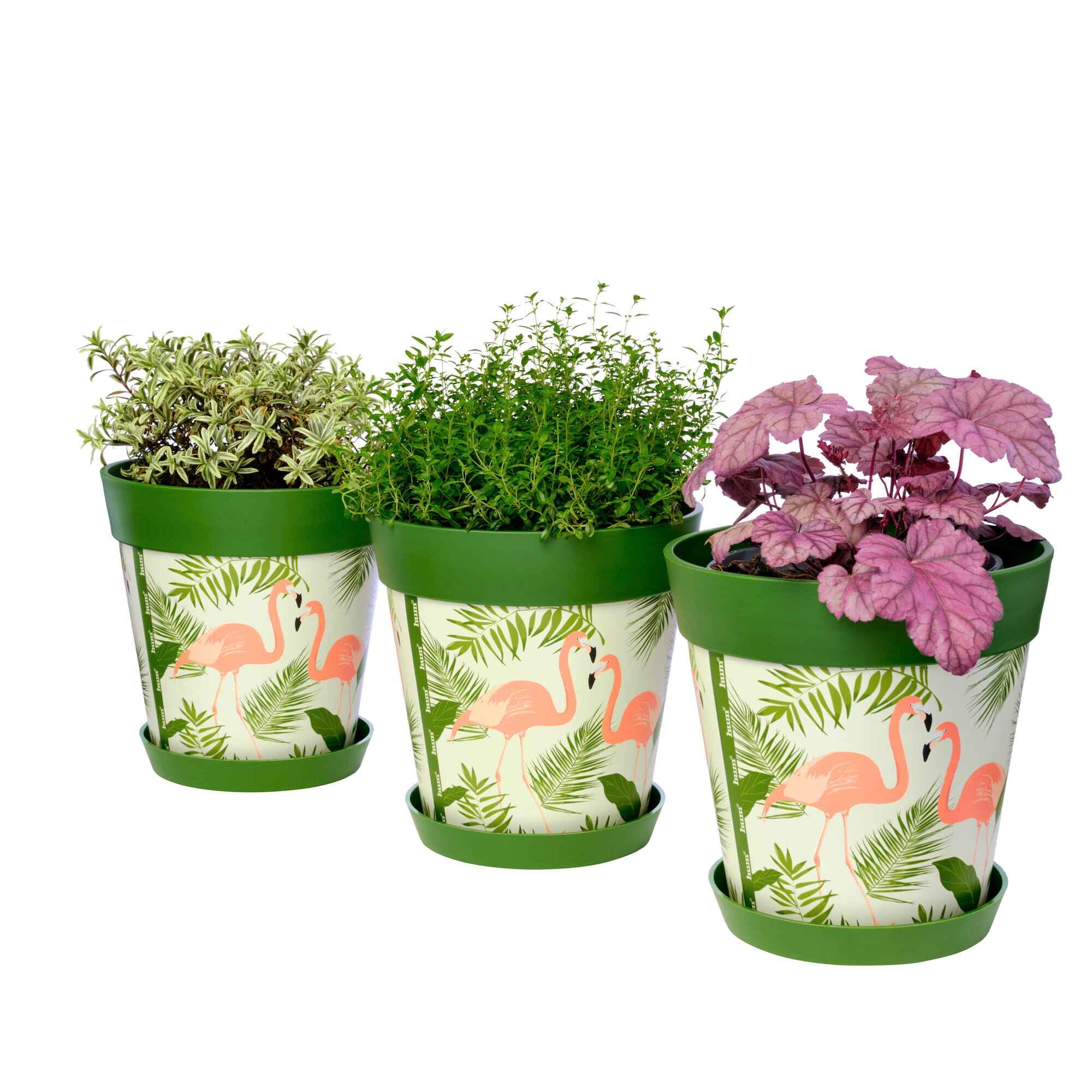Picture of 3 Planted Medium 22cm Green Flamingo Pattern Indoor/Outdoor Flower Pot and Saucers 