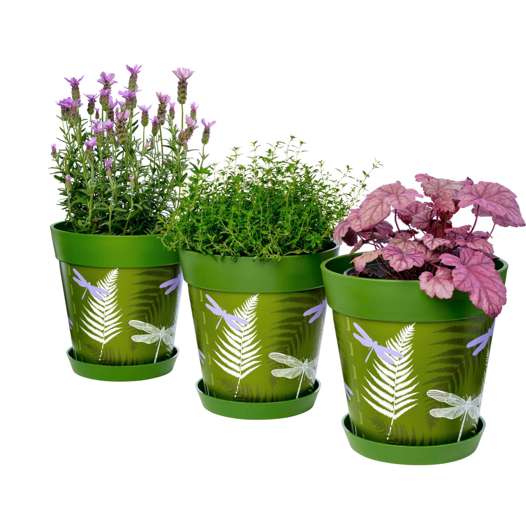 Picture of 3 Planted Medium 22cm Green Dragonflies Pattern Indoor/Outdoor Flower Pot and Saucers 