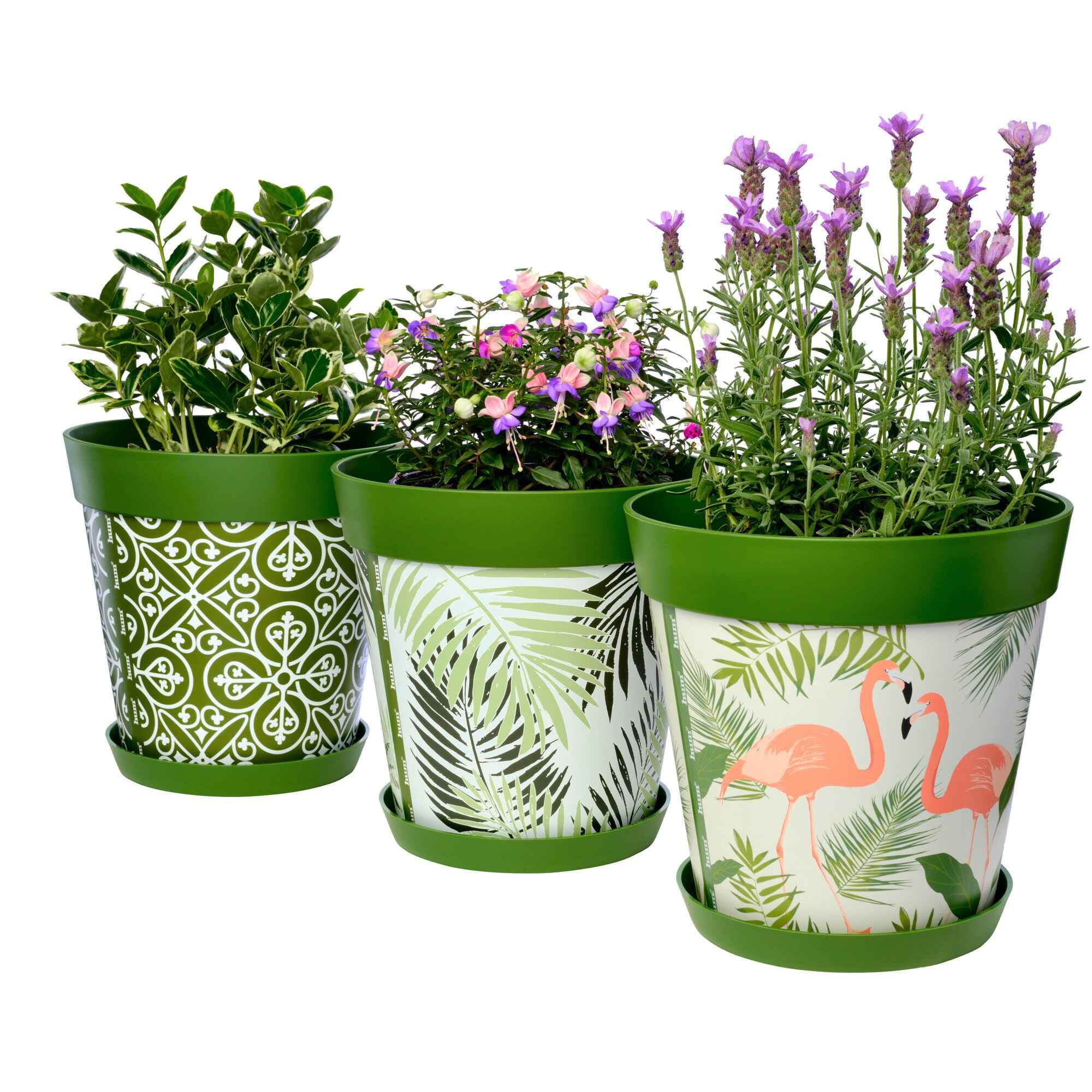 Picture of 3 Planted Large 25cm Green Mixed Pattern Indoor/Outdoor Flower Pot and Saucers
