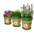 Picture of 3 Planted Large 25cm Green Trellis Pattern Indoor/Outdoor Flower Pot and Saucers 