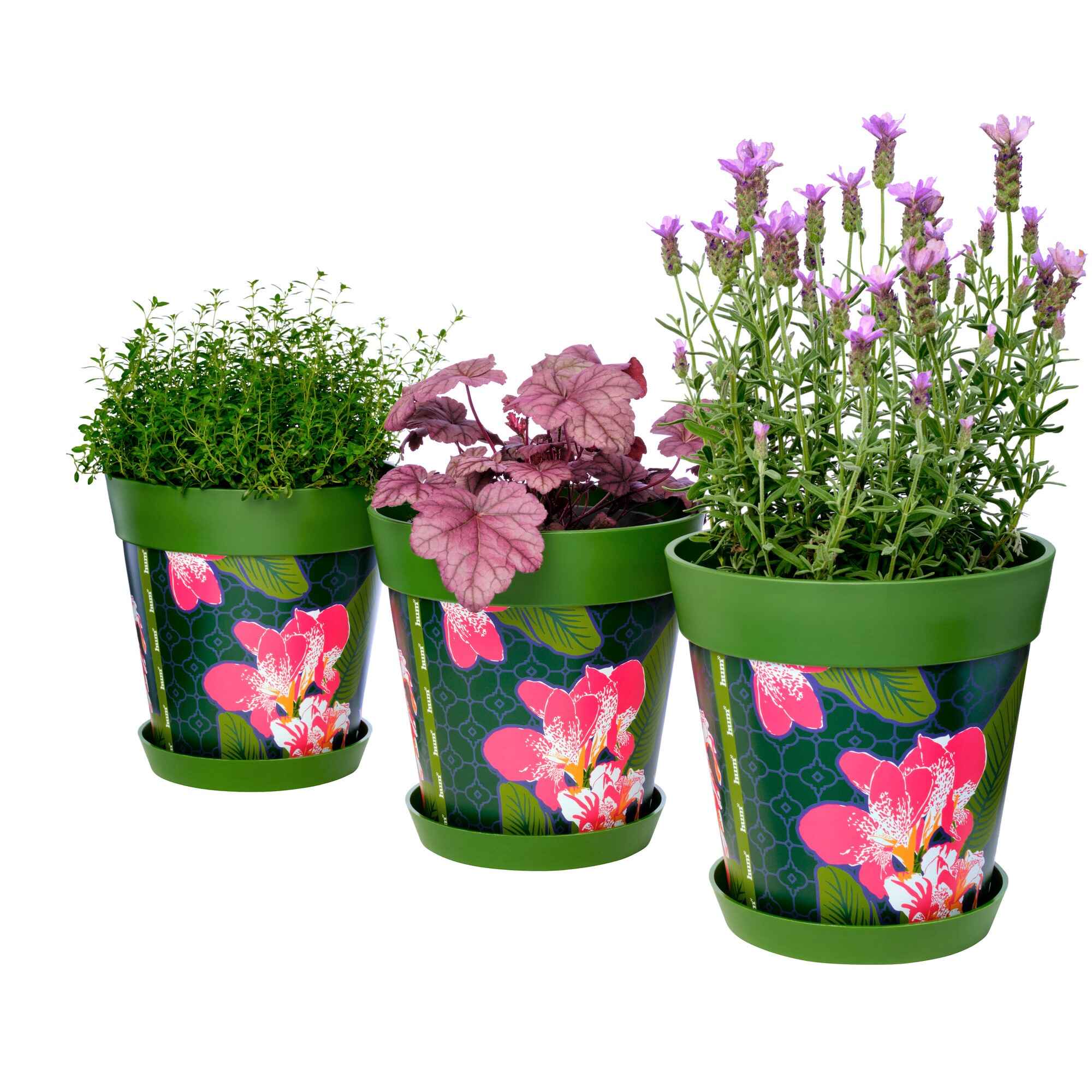 Picture of 3 Planted Medium 22cm Green Tropical and Floral Pattern Indoor/Outdoor Flower Pot and Saucers