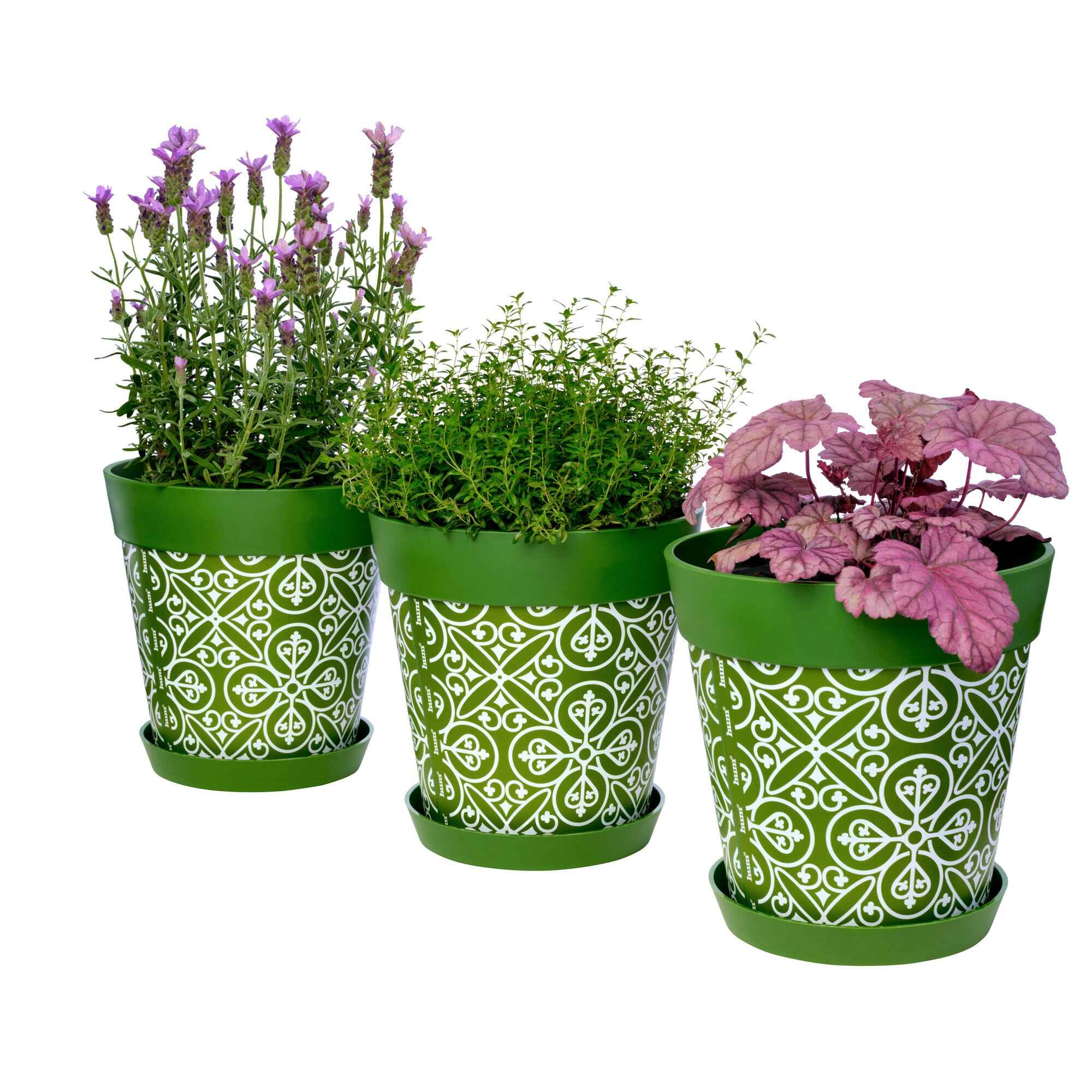 Picture of 3 Planted Medium 22cm Green Moroccan Style Indoor/Outdoor Flower Pot and Saucers 
