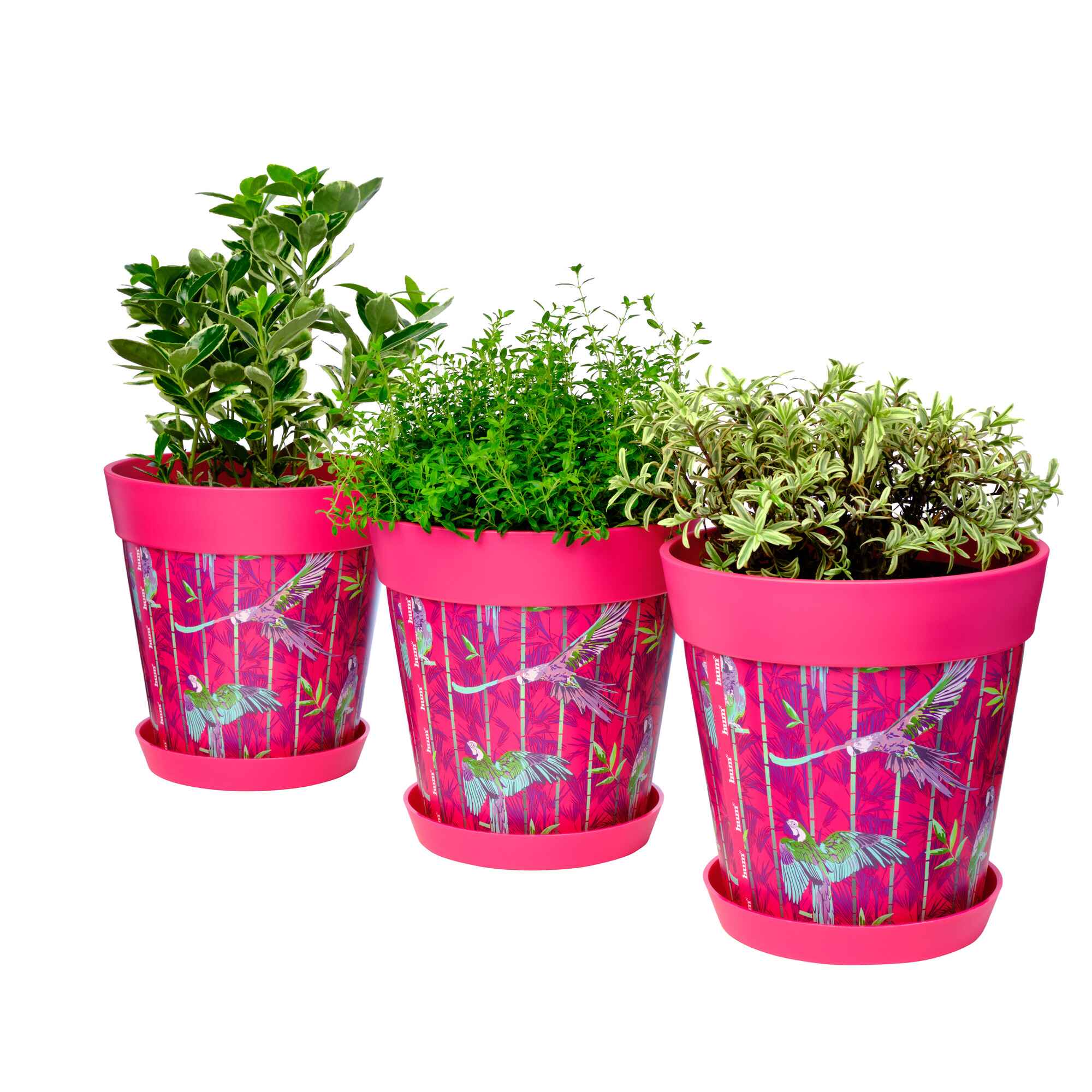 Picture of 3 Planted  Medium 22cm Plastic Pink Parrots Pattern Indoor/Outdoor Flowerpots with Saucers