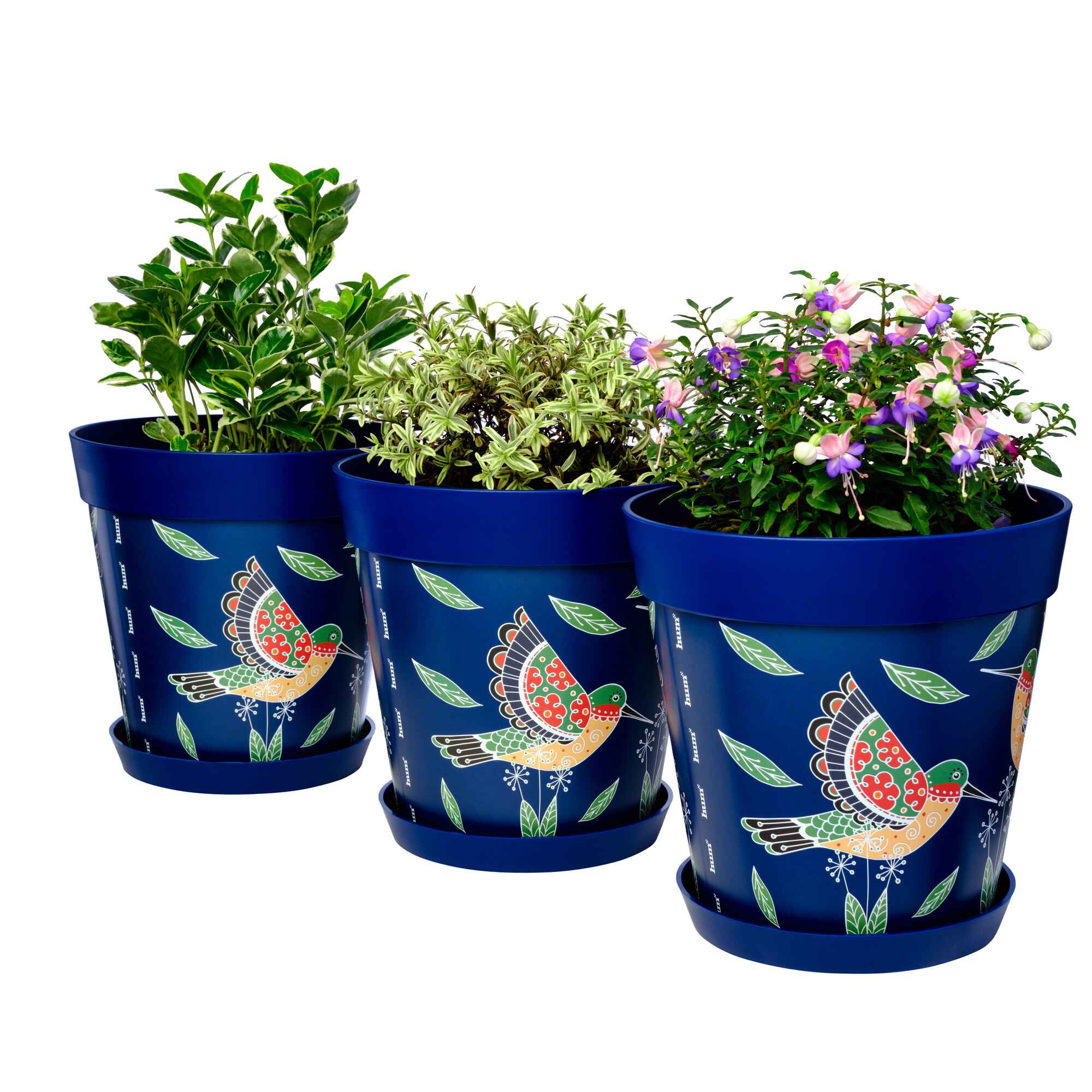 Picture of 3 Planted Large 25cm Blue Hummingbird Pattern Plastic Indoor/Outdoor Flowerpots  and Saucers