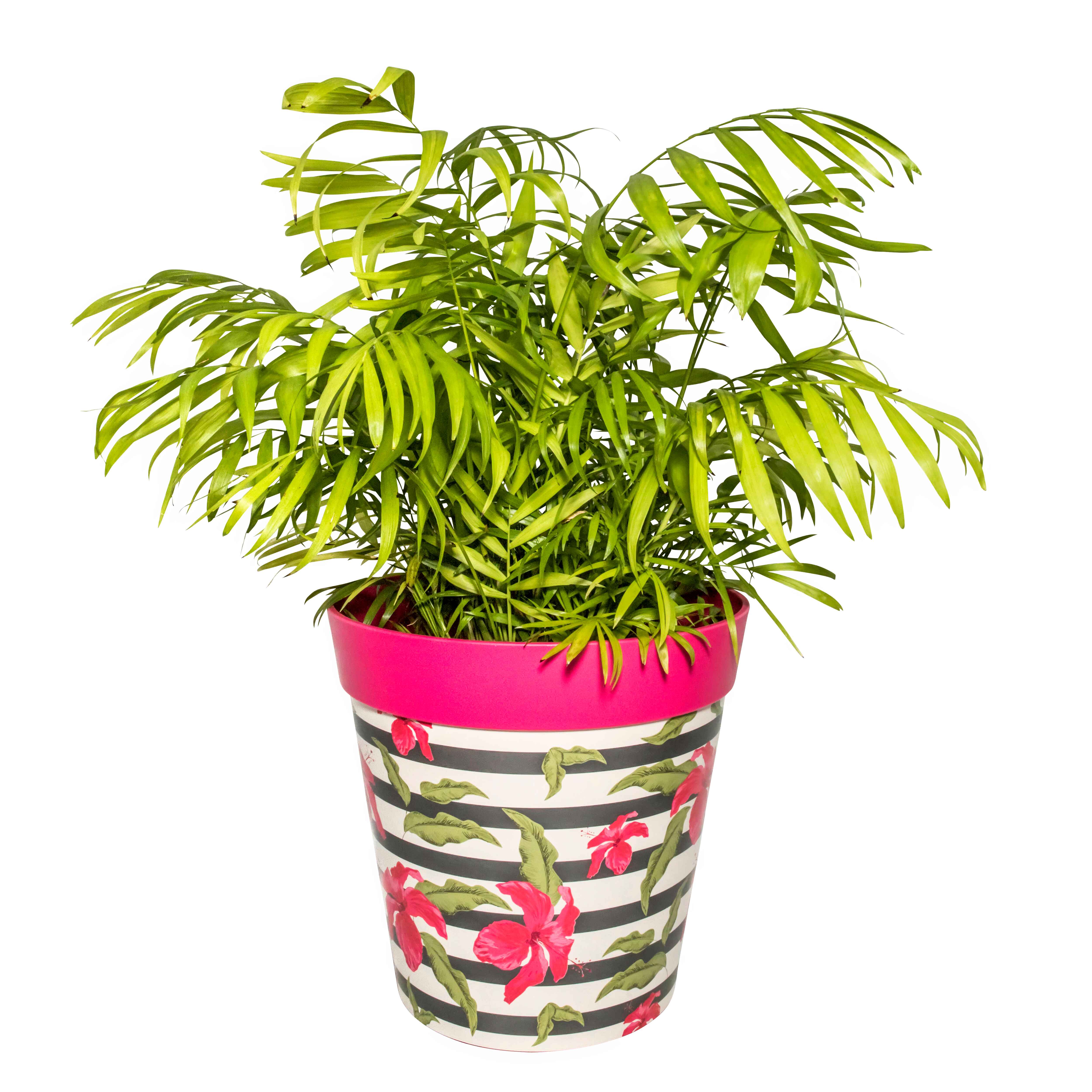 Picture of Large Planted Plastic Pink Hibiscus Stripe Pattern Indoor/Outdoor Flower Pots 