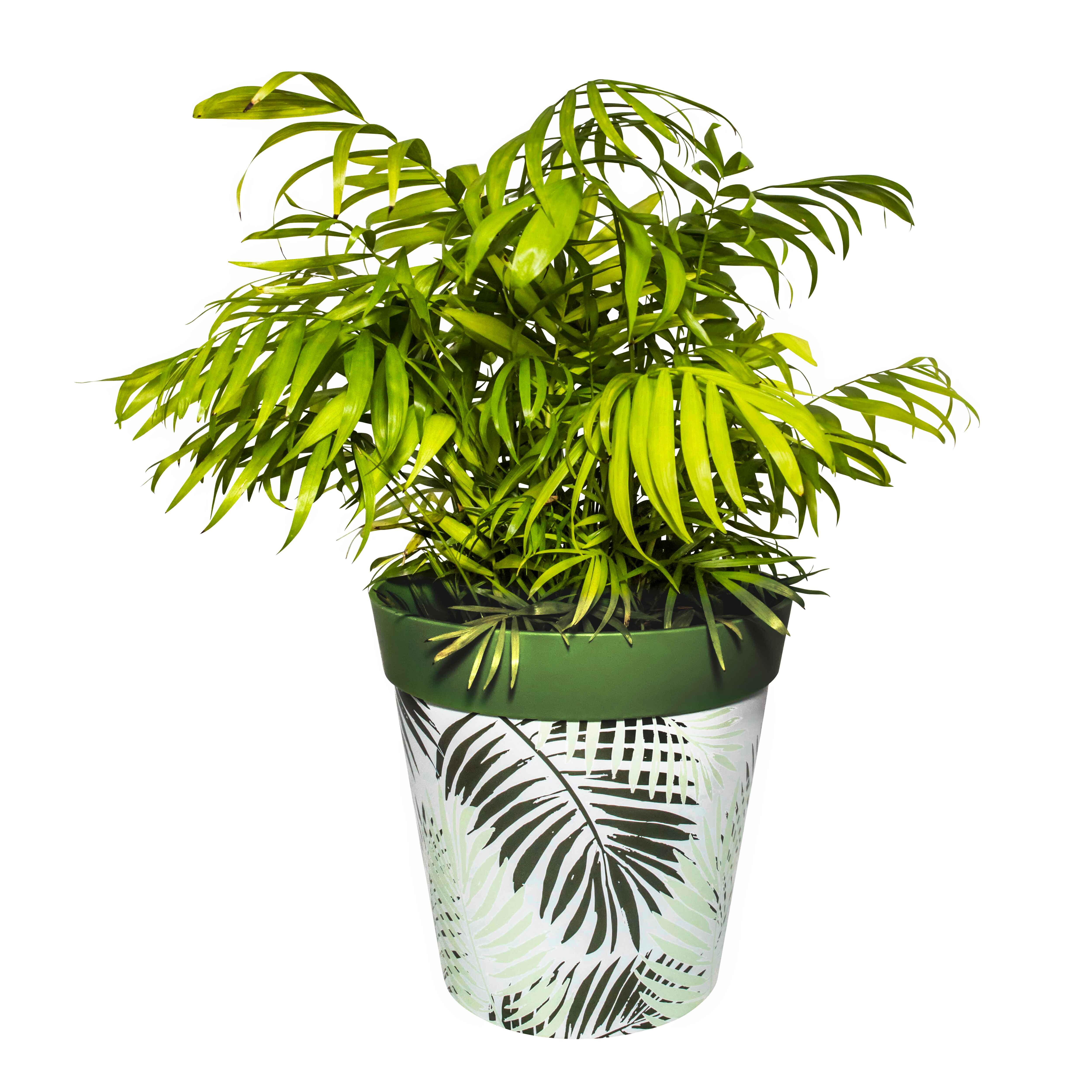 Picture of Large 25cm Planted Plastic Green Fern Pattern Indoor/Outdoor Flowerpots with Saucers