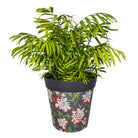 Picture of Planted Large 25cm Green Bamboo Floral Pattern Plastic Indoor/Outdoor Flowerpot 