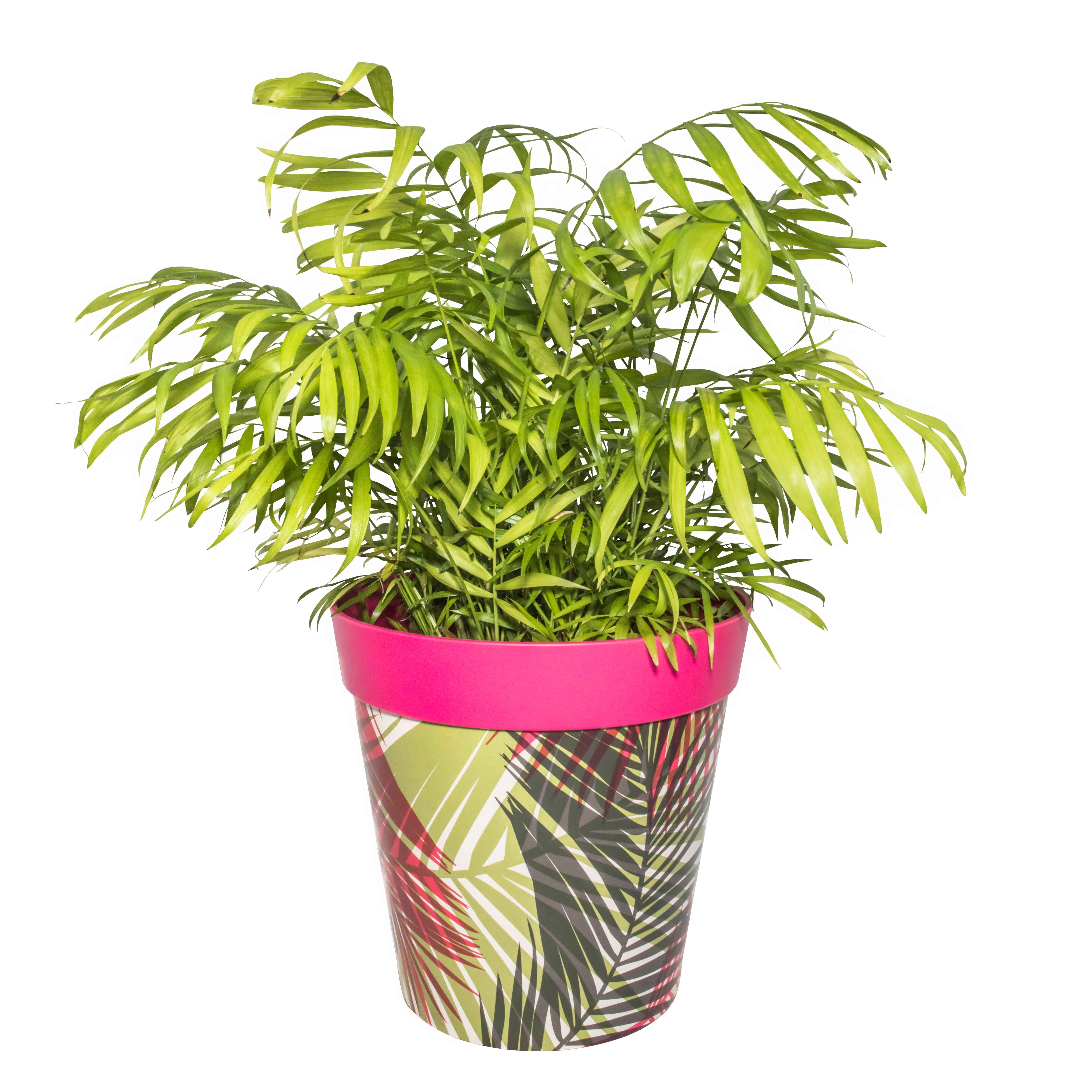 Picture of Planted Large 25cm Plastic Pink Palm Leaf Pattern Indoor/Outdoor Flower Pots 